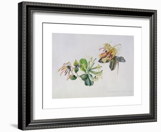 Wild Honeysuckles, 1999-Rebecca John-Framed Giclee Print