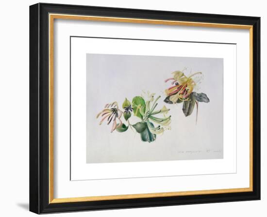 Wild Honeysuckles, 1999-Rebecca John-Framed Giclee Print