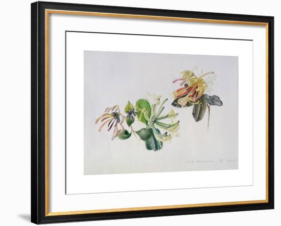 Wild Honeysuckles, 1999-Rebecca John-Framed Giclee Print