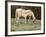 Wild Horse and Foal, Mustang, Pryor Mts, Montana, USA-Lynn M. Stone-Framed Photographic Print