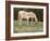 Wild Horse and Foal, Mustang, Pryor Mts, Montana, USA-Lynn M. Stone-Framed Photographic Print