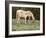 Wild Horse and Foal, Mustang, Pryor Mts, Montana, USA-Lynn M. Stone-Framed Photographic Print