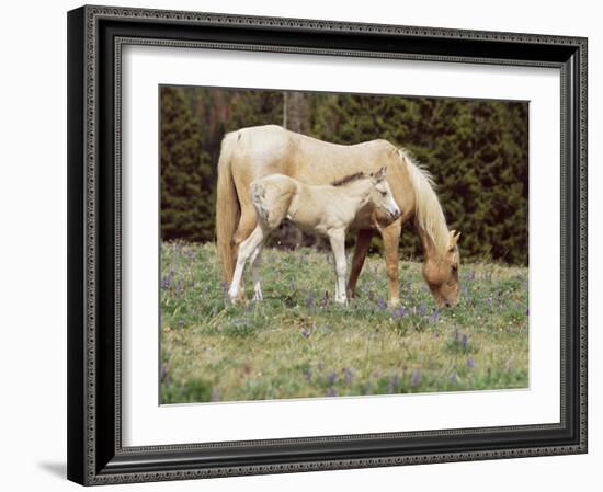 Wild Horse and Foal, Mustang, Pryor Mts, Montana, USA-Lynn M. Stone-Framed Photographic Print