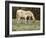 Wild Horse and Foal, Mustang, Pryor Mts, Montana, USA-Lynn M. Stone-Framed Photographic Print