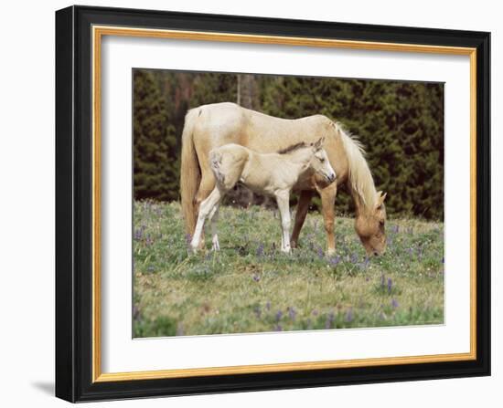 Wild Horse and Foal, Mustang, Pryor Mts, Montana, USA-Lynn M. Stone-Framed Photographic Print