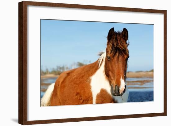 Wild Horse at Chincoteague National Wildlife Refuge, Virginia, Usa.-Jay Yuan-Framed Photographic Print