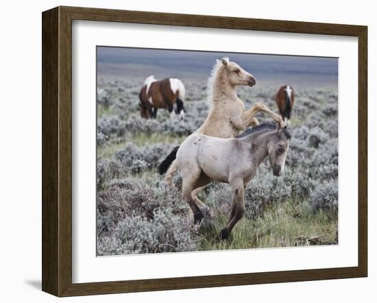 Wild Horse Babies Playing, Wyoming, Usa-Larry Ditto-Framed Photographic Print