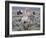 Wild Horse Babies Playing, Wyoming, Usa-Larry Ditto-Framed Photographic Print