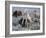 Wild Horse Babies Playing, Wyoming, Usa-Larry Ditto-Framed Photographic Print