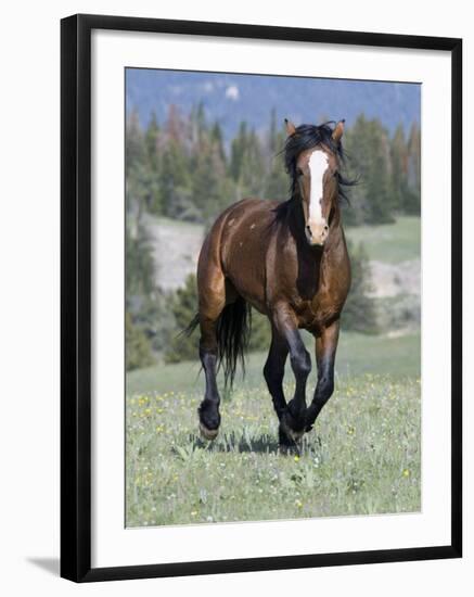 Wild Horse, Bay Stallion Cantering Portrait, Pryor Mountains, Montana, USA-Carol Walker-Framed Photographic Print