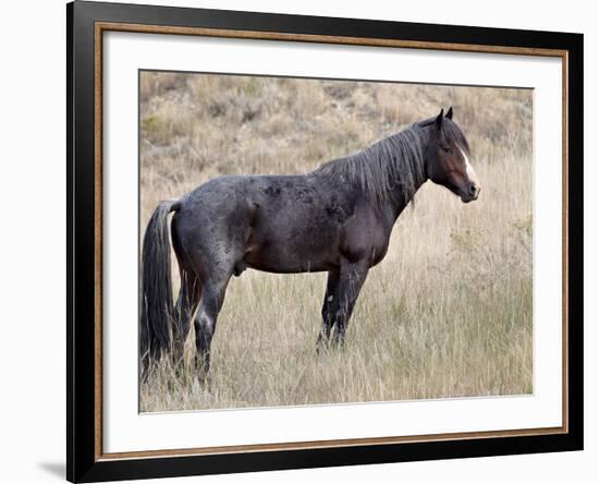 Wild Horse (Equus Caballus) Stallion, Theodore Roosevelt National Park, North Dakota, USA-James Hager-Framed Photographic Print