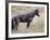 Wild Horse (Equus Caballus) Stallion, Theodore Roosevelt National Park, North Dakota, USA-James Hager-Framed Photographic Print