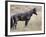 Wild Horse (Equus Caballus) Stallion, Theodore Roosevelt National Park, North Dakota, USA-James Hager-Framed Photographic Print