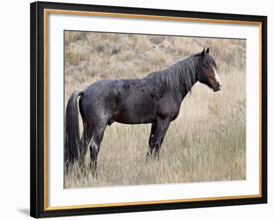 Wild Horse (Equus Caballus) Stallion, Theodore Roosevelt National Park, North Dakota, USA-James Hager-Framed Photographic Print