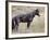 Wild Horse (Equus Caballus) Stallion, Theodore Roosevelt National Park, North Dakota, USA-James Hager-Framed Photographic Print