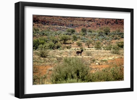 Wild Horse in the Outback-null-Framed Photographic Print