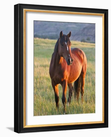 Wild Horse in Theodore Roosevelt National Park, North Dakota, Usa-Chuck Haney-Framed Photographic Print