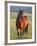 Wild Horse in Theodore Roosevelt National Park, North Dakota, Usa-Chuck Haney-Framed Photographic Print