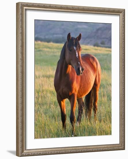 Wild Horse in Theodore Roosevelt National Park, North Dakota, Usa-Chuck Haney-Framed Photographic Print