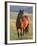 Wild Horse in Theodore Roosevelt National Park, North Dakota, Usa-Chuck Haney-Framed Photographic Print