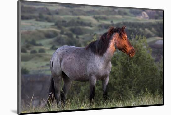 Wild Horse in Theodore Roosevelt National Park, North Dakota, Usa-Chuck Haney-Mounted Photographic Print