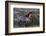 Wild Horse in Theodore Roosevelt National Park, North Dakota, Usa-Chuck Haney-Framed Photographic Print