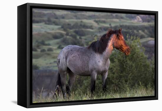 Wild Horse in Theodore Roosevelt National Park, North Dakota, Usa-Chuck Haney-Framed Premier Image Canvas