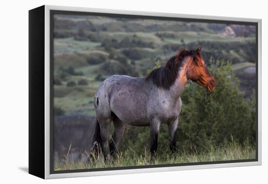 Wild Horse in Theodore Roosevelt National Park, North Dakota, Usa-Chuck Haney-Framed Premier Image Canvas