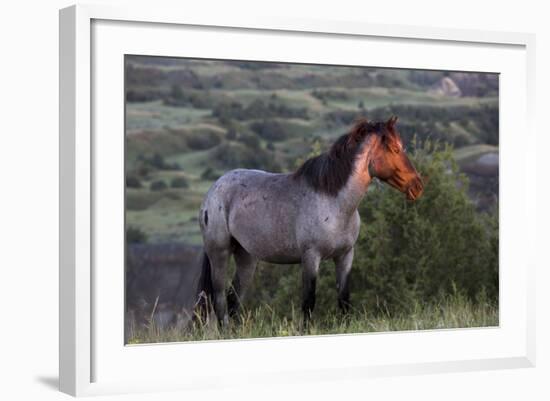 Wild Horse in Theodore Roosevelt National Park, North Dakota, Usa-Chuck Haney-Framed Photographic Print