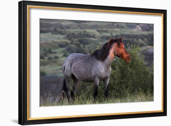 Wild Horse in Theodore Roosevelt National Park, North Dakota, Usa-Chuck Haney-Framed Photographic Print