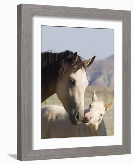 Wild Horse Mustang, Cremello Colt Nibbling at Yearling Filly, Mccullough Peaks, Wyoming, USA-Carol Walker-Framed Photographic Print