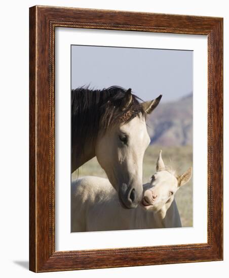 Wild Horse Mustang, Cremello Colt Nibbling at Yearling Filly, Mccullough Peaks, Wyoming, USA-Carol Walker-Framed Photographic Print