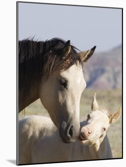 Wild Horse Mustang, Cremello Colt Nibbling at Yearling Filly, Mccullough Peaks, Wyoming, USA-Carol Walker-Mounted Photographic Print