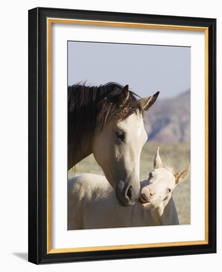Wild Horse Mustang, Cremello Colt Nibbling at Yearling Filly, Mccullough Peaks, Wyoming, USA-Carol Walker-Framed Photographic Print