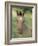 Wild Horse Mustang, Dun Filly Lying Down, Pryor Mountains, Montana, USA-Carol Walker-Framed Photographic Print