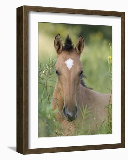 Wild Horse Mustang, Dun Filly Lying Down, Pryor Mountains, Montana, USA-Carol Walker-Framed Photographic Print