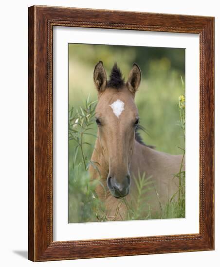 Wild Horse Mustang, Dun Filly Lying Down, Pryor Mountains, Montana, USA-Carol Walker-Framed Photographic Print