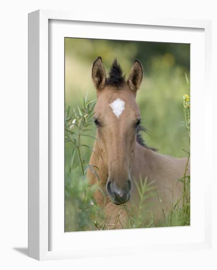 Wild Horse Mustang, Dun Filly Lying Down, Pryor Mountains, Montana, USA-Carol Walker-Framed Photographic Print