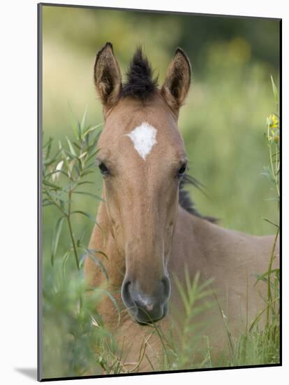 Wild Horse Mustang, Dun Filly Lying Down, Pryor Mountains, Montana, USA-Carol Walker-Mounted Photographic Print