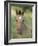 Wild Horse Mustang, Dun Filly Lying Down, Pryor Mountains, Montana, USA-Carol Walker-Framed Photographic Print