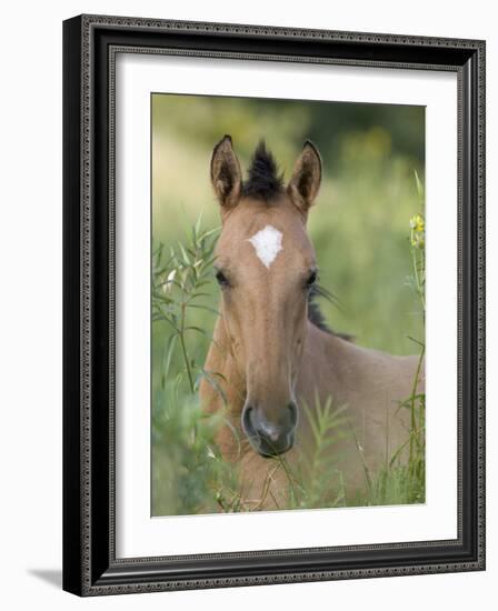 Wild Horse Mustang, Dun Filly Lying Down, Pryor Mountains, Montana, USA-Carol Walker-Framed Photographic Print