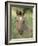 Wild Horse Mustang, Dun Filly Lying Down, Pryor Mountains, Montana, USA-Carol Walker-Framed Photographic Print