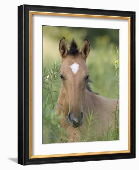 Wild Horse Mustang, Dun Filly Lying Down, Pryor Mountains, Montana, USA-Carol Walker-Framed Photographic Print