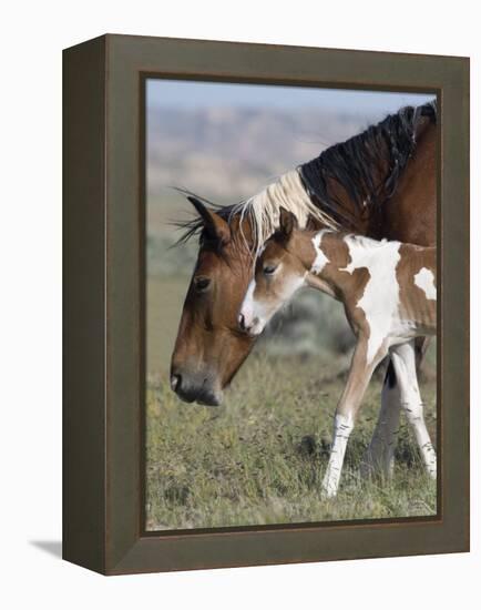 Wild Horse Mustang in Mccullough Peaks, Wyoming, USA-Carol Walker-Framed Premier Image Canvas