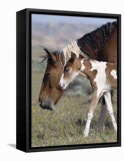 Wild Horse Mustang in Mccullough Peaks, Wyoming, USA-Carol Walker-Framed Premier Image Canvas