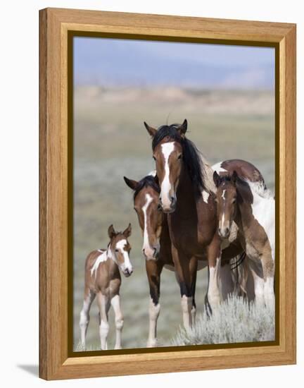 Wild Horse Mustang in Mccullough Peaks, Wyoming, USA-Carol Walker-Framed Premier Image Canvas