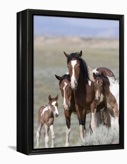 Wild Horse Mustang in Mccullough Peaks, Wyoming, USA-Carol Walker-Framed Premier Image Canvas