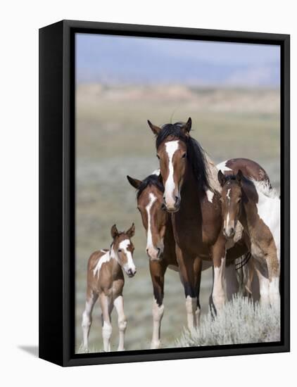 Wild Horse Mustang in Mccullough Peaks, Wyoming, USA-Carol Walker-Framed Premier Image Canvas