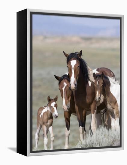 Wild Horse Mustang in Mccullough Peaks, Wyoming, USA-Carol Walker-Framed Premier Image Canvas