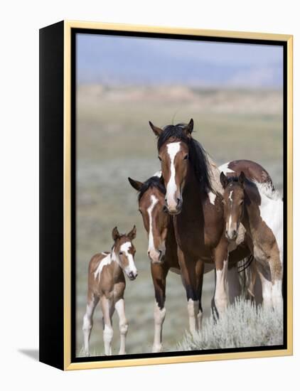 Wild Horse Mustang in Mccullough Peaks, Wyoming, USA-Carol Walker-Framed Premier Image Canvas